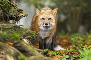 Joyful: Red fox (Vulpes vulpes) staning in a forest in autumn