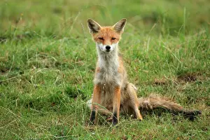 Start: Red fox (Vulpes vulpes) Start of mange, infested