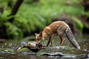 Captured: Red fox (Vulpes vulpes) in a stream with a captured