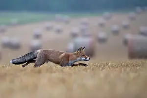 Stubble: Red fox (Vulpes vulpes) in a stubble field, Bitburg