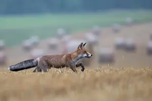 Stubble: Red fox (Vulpes vulpes) in a stubble field, Bitburg