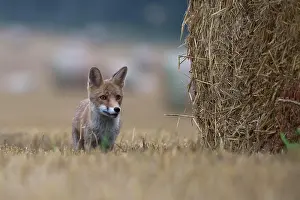 Stubble: Red fox (Vulpes vulpes) in a stubble field, Bitburg