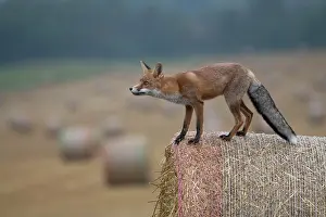 Stubble: Red fox (Vulpes vulpes) in a stubble field, Bitburg