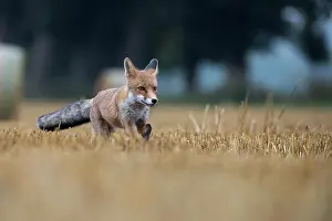 Stubble: Red fox (Vulpes vulpes) in a stubble field, Bitburg