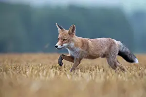 Stubble: Red fox (Vulpes vulpes) in a stubble field, Bitburg