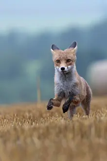 Stubble: Red fox (Vulpes vulpes) in a stubble field, Bitburg
