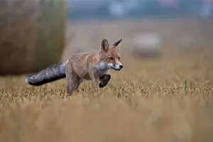 Stubble: Red fox (Vulpes vulpes) in a stubble field, Bitburg