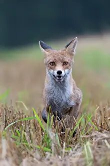 Stubble: Red fox (Vulpes vulpes) in a stubble field, Bitburg
