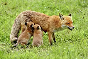 Caring: Two red fox (Vulpes vulpes), sucking mother's milk