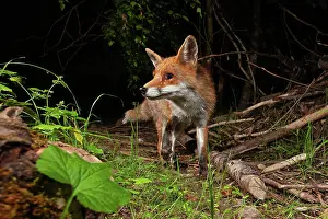 Thuringia: Red fox (Vulpes vulpes), Thuringia, Germany, Europe