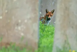 Churchyard: Red fox (Vulpes vulpes) amongst tombstones, England