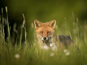 Carnivoran: A Red Fox (Vulpes vulpes) Vixen approaches in the