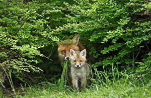 Canid: Red fox (Vulpes vulpes), vixen with kit, Bad Hersfeld
