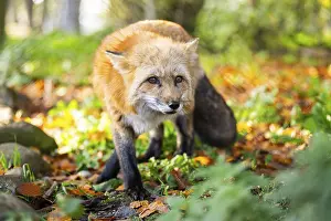 Joyful: Red fox (Vulpes vulpes) walking in a forest in autumn