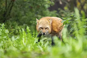 Joyful: Red fox (Vulpes vulpes) walking in a forest in autumn