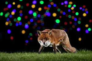 Nightime: Red fox (Vulpes vulpes) walking in a meadow near