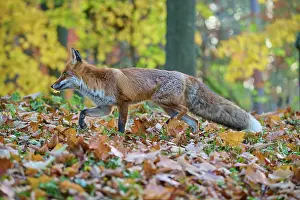 Cemetery: Red fox (Vulpes vulpes), walking through old Jew