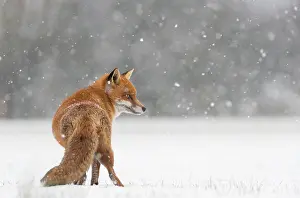 Mamma: Red fox (Vulpes vulpes) walking in a snow covered