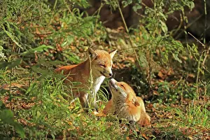 Warstein: Red fox (Vulpes vulpes), Warstein, North Rhine-Westphalia