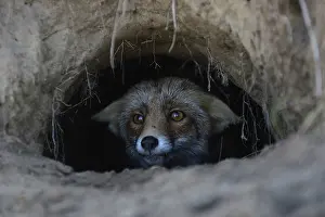 Joyful: Red Fox (Vulpes vulpes) watching out of its fox's den