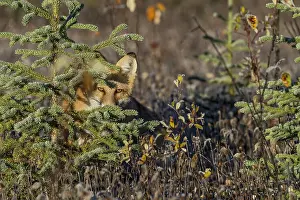 Yukon: Red Fox (Vulpes vulpes) watching from behind spruce