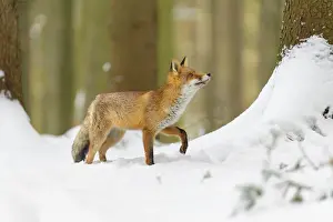 220822: Red Fox (Vulpes vulpes), in winter