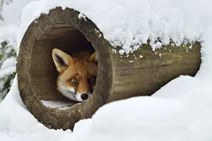Lies: Red fox (Vulpes vulpes) in winter