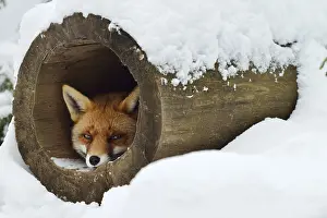 Lies: Red fox (Vulpes vulpes) in winter