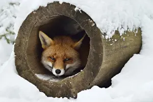 Lies: Red fox (Vulpes vulpes) in winter