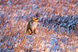 Omnivore: Red Fox (Vulpes vulpes) in winter Churchill