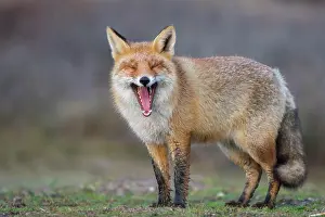 Opened: Red fox (Vulpes vulpes) in winter coat with opened