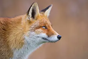 Concentration: Red fox (Vulpes vulpes) in winter coat, portrait