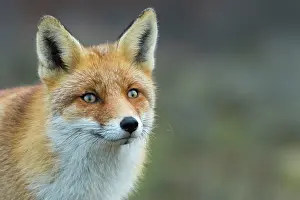 160920: Red fox (Vulpes vulpes) in winter coat, portrait
