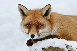 Vulpes: Red fox (Vulpes vulpes) in winter, Saxony, Germany