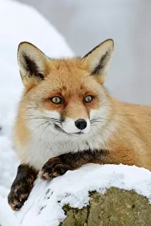 Vulpes: Red fox (Vulpes vulpes) in winter, Saxony, Germany