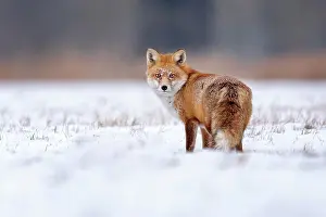 160919: Red fox (Vulpes vulpes), in winter, winter coat