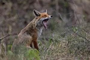 Lusatia: Red fox (Vulpes vulpes) yawning, Lusatia, Saxony