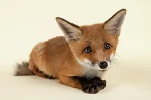 Squat: Red fox (Vulpes vulpes), young animal, crouching