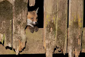 Rotten: Red fox (Vulpes vulpes), young animal looks out