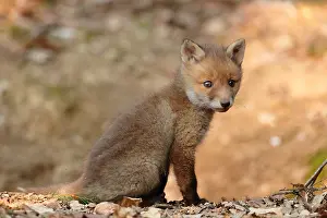 Ardenne: Red fox (Vulpes vulpes), Young, Ardennes, Belgium