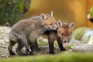 Grimace: Red fox (Vulpes vulpes), Young, Ardennes, Belgium