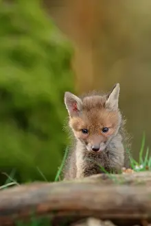 Ardenne: Red fox (Vulpes vulpes), Young, Ardennes, Belgium