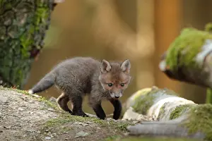 Ardenne: Red fox (Vulpes vulpes), Young, Ardennes, Belgium