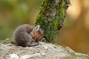 Ardenne: Red fox (Vulpes vulpes), Young, Ardennes, Belgium