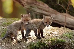 Ardenne: Red fox (Vulpes vulpes), Young, Ardennes, Belgium