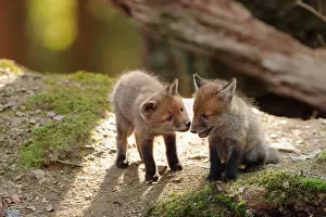 Ardenne: Red fox (Vulpes vulpes), Young, Ardennes, Belgium