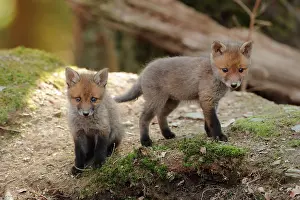 Ardenne: Red fox (Vulpes vulpes), Young, Ardennes, Belgium