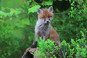 Bilberry: Red fox (Vulpes vulpes) young among the blueberry