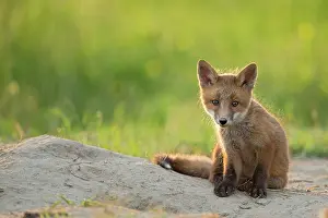 Fribourg: Red fox (Vulpes vulpes ) young, Country Fribourg