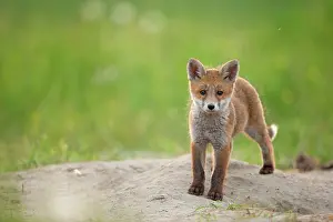 Fribourg: Red fox (Vulpes vulpes ) young, Country Fribourg